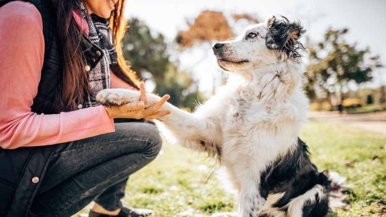 An Australian Shepherd works on training