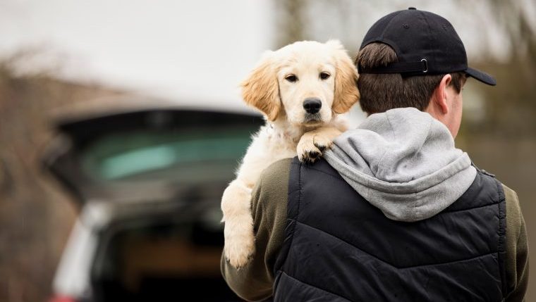 man steals emotional support dog