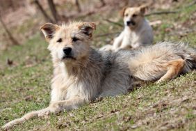 stray dogs abandoned in park