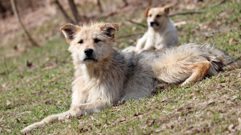 stray dogs abandoned in park