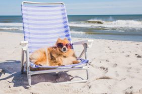 A Pomeranian enjoys some time in the sun.