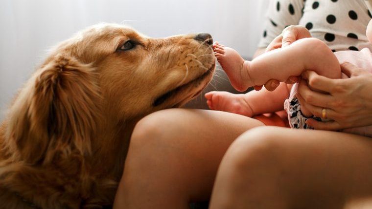 golden retriever dog chooses name for baby