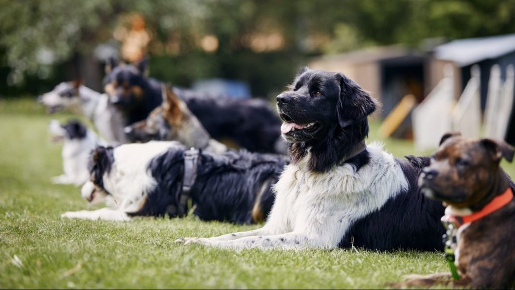 group of dogs at training session dog deaths linked to dog training area