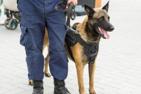 police dog with handler