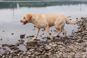 labrador retriever in creek dog drowning