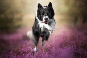 Border Collie Wins Prestigious Palm Dog at Cannes