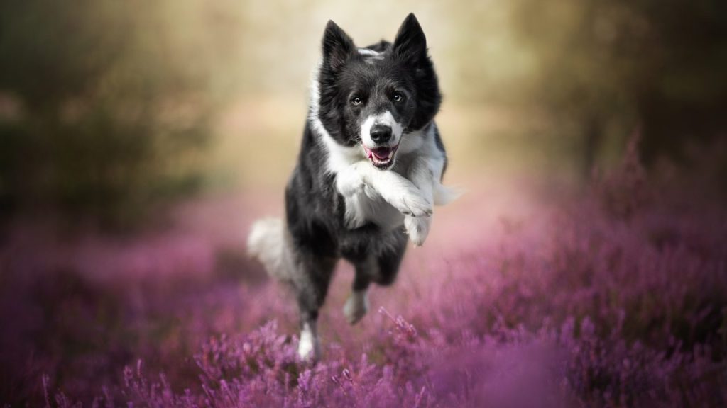 Border Collie Wins Prestigious Palm Dog at Cannes