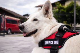 New Jersey Service Dog Receives Diploma Alongside Owner