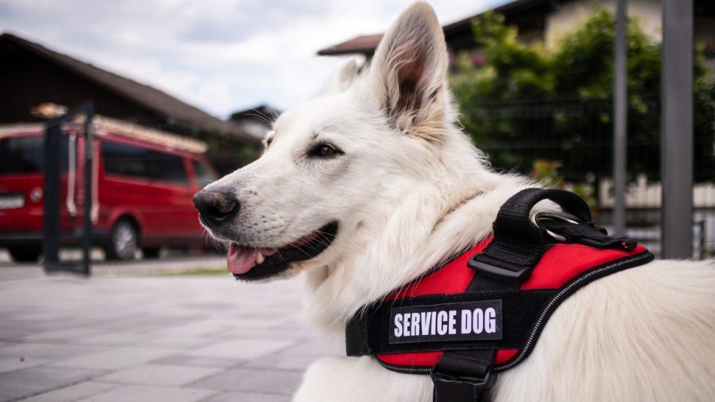 New Jersey Service Dog Receives Diploma Alongside Owner