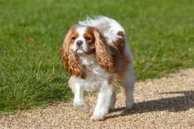 cavalier king charles spaniel walking dog parade