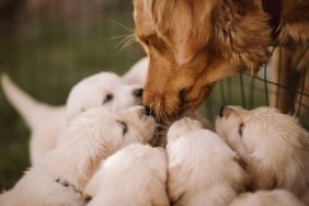 adult dog with her puppies abandoned at shelter