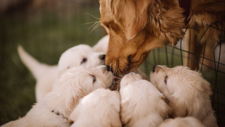 adult dog with her puppies abandoned at shelter