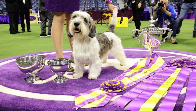 Petit Basset Griffon Vendéen Wins Best in Show at 2023 Westminster Dog Show