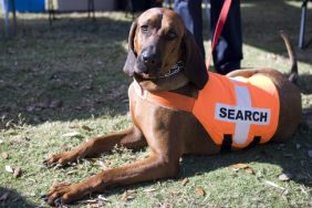 A Coonhound is one of the best dog breeds for search and rescue