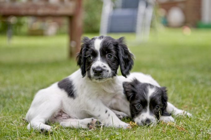 two puppies playing never adopt 2 puppies