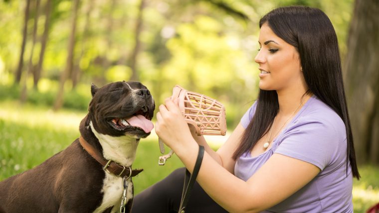 A Staffordshire Terrier shows how to put on a muzzle.