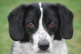 close-up of black and white beagle dog names inspired by peanuts