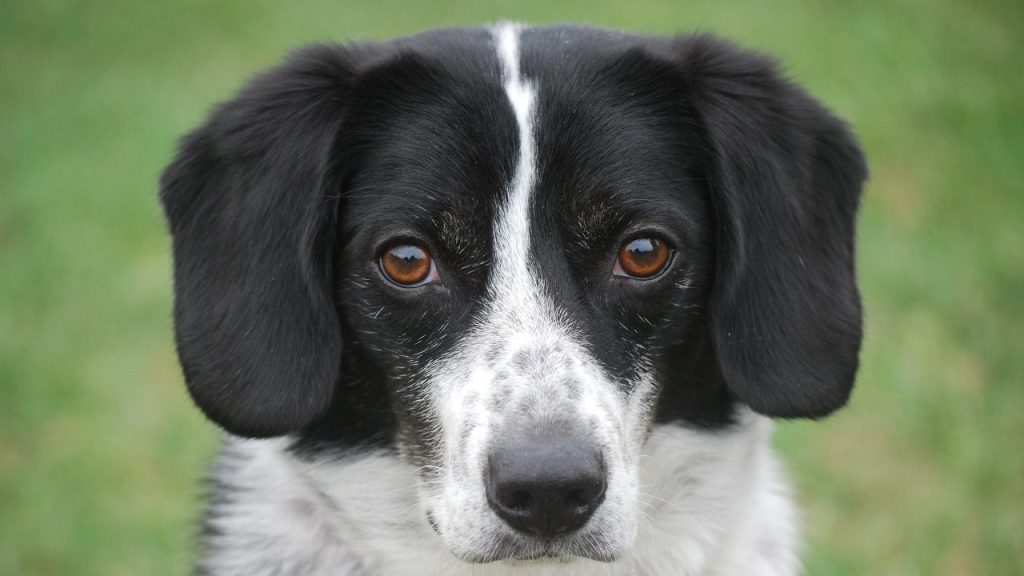 close-up of black and white beagle dog names inspired by peanuts