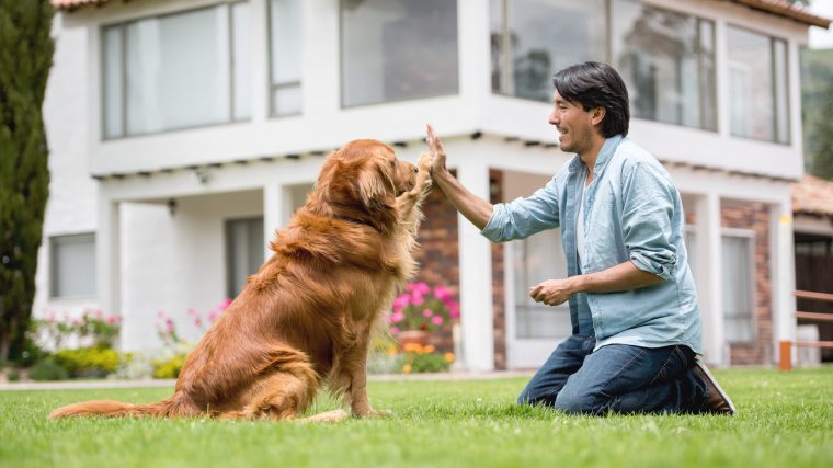 A Golden Retriever works on training