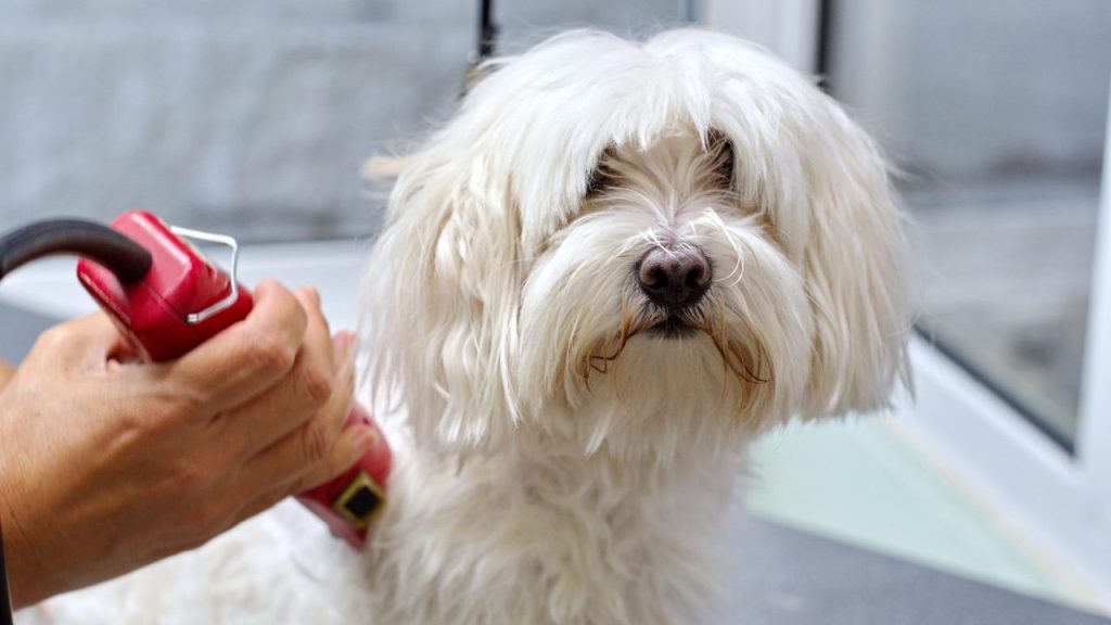 Maltese dog getting groomed Maltese dies due to dog groomer abuse