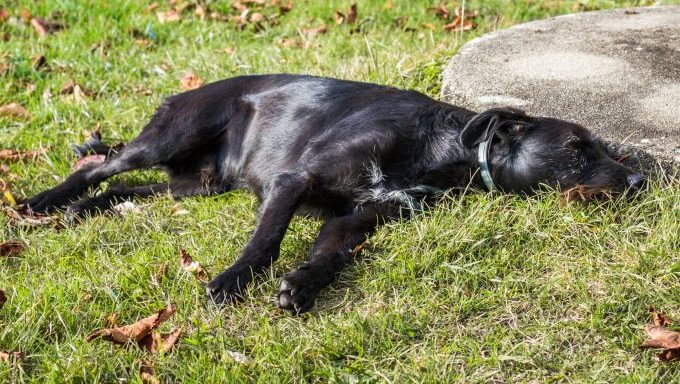 dog killed by wild animal in backyard