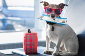 dog with plane ticket and suitcase travel-inspired dog names