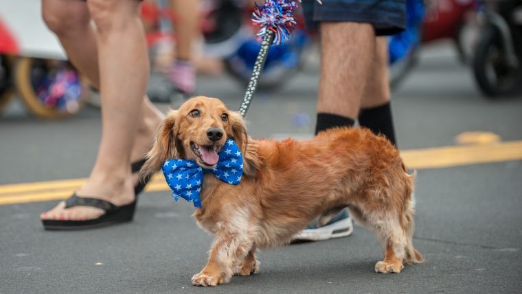 dachshund walking in parade safety tips dogs at parades