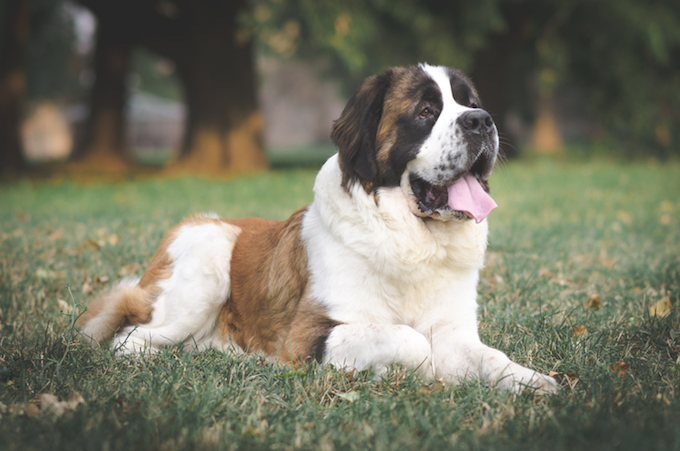 Saint Bernard - stock photo