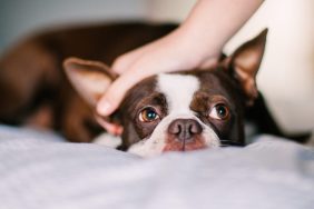 Boston Terrier Reunited with Owner after Being Stolen from Car