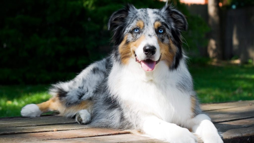 Close up of an Australian Shepherd on a park table.