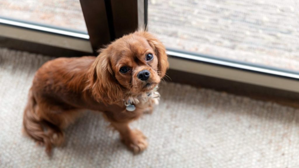 Tiny dog waiting by the door of a house to go outside for potty training.