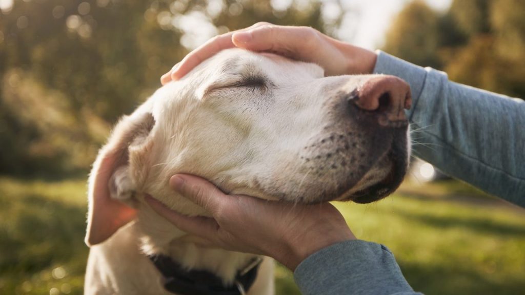 Dog's face being held by a person out of scene.