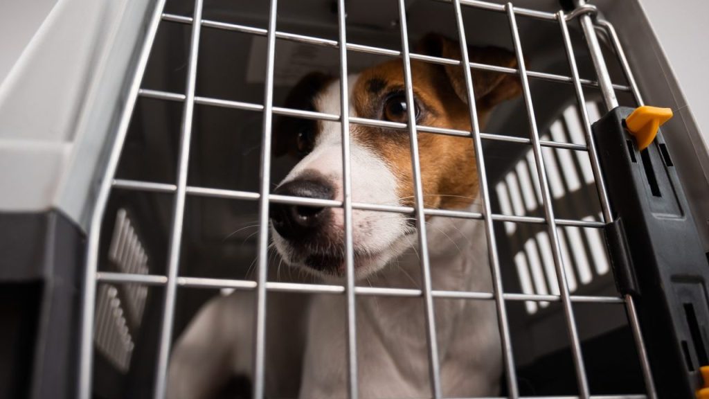 Jack Russell Terrier in dog crate dogs rescued from puppy mill