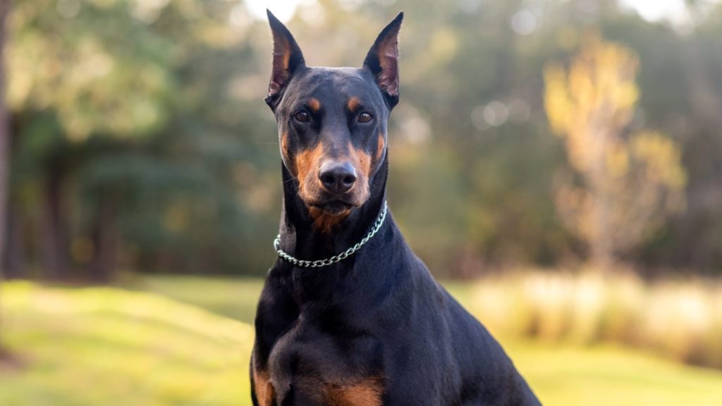 The Doberman Pinscher sitting in a grassy park.