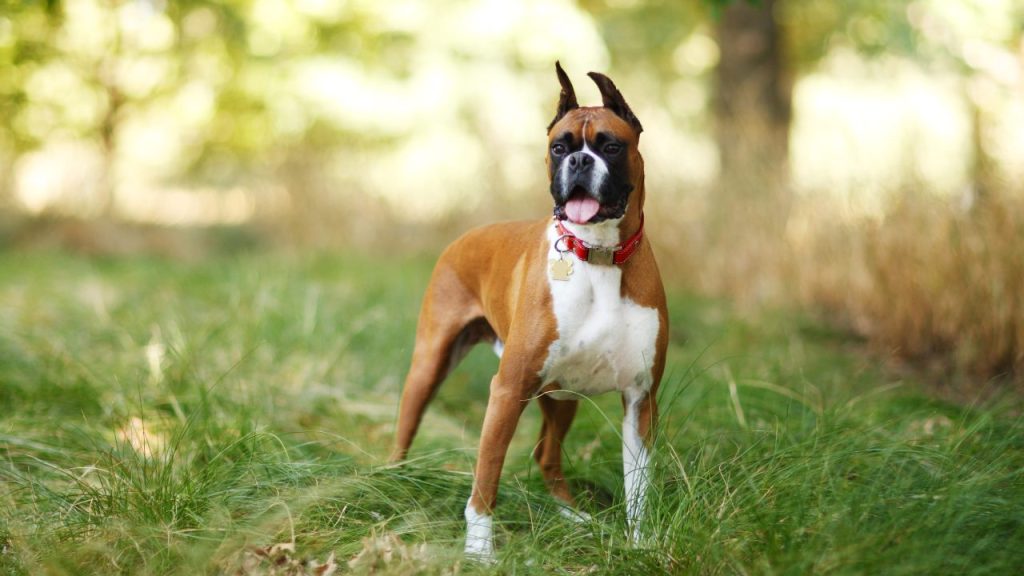 A Boxer standing in a grassy forested area.