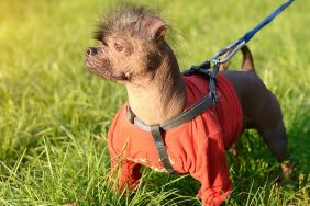 A mostly hairless Chinese Crested dog, a breed often crowned champion at the World's Ugliest Dog competition, is wearing a jacket while on a leash standing in grass.