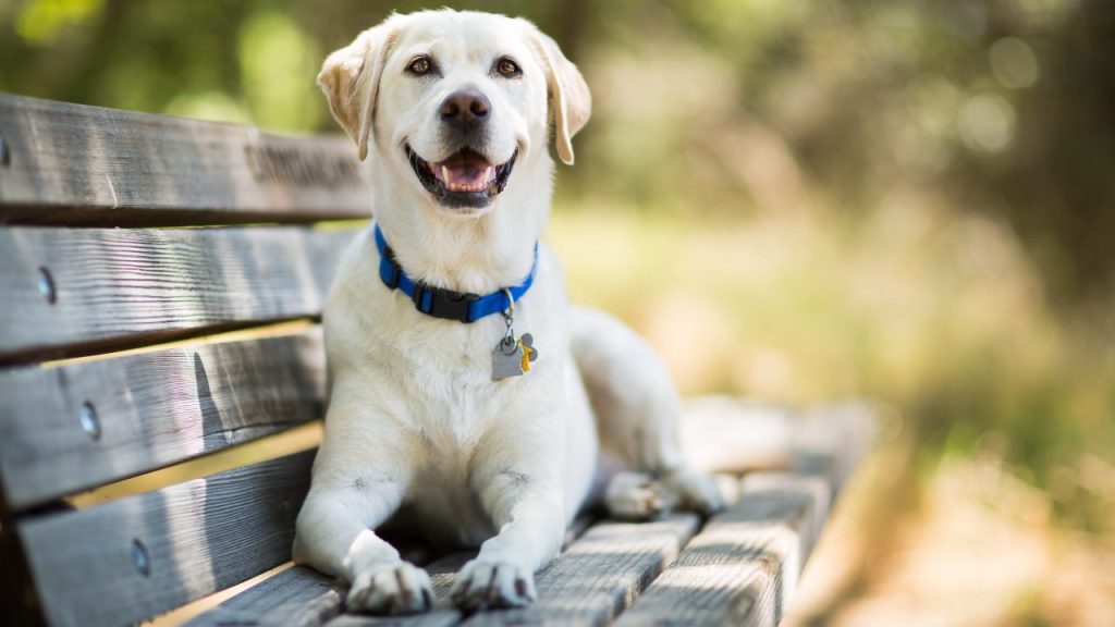 A yellow Labrador Retriever sitting on a park bench.