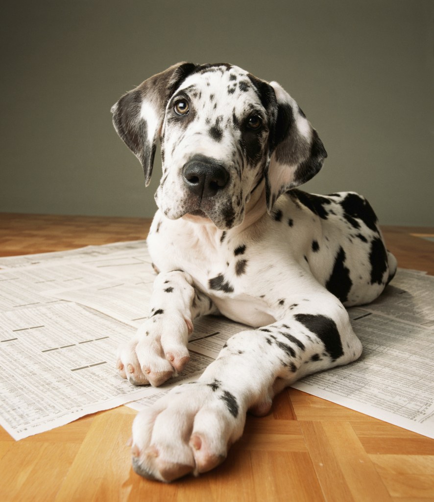 Great Dane puppy on newspaper.