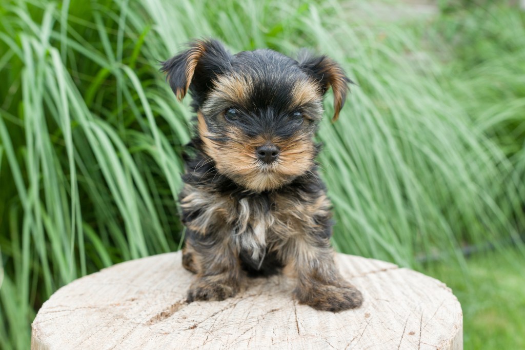 Yorkshire Terrier Yorkie puppy on tree stump