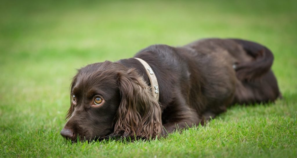 boykin spaniel lying on grass