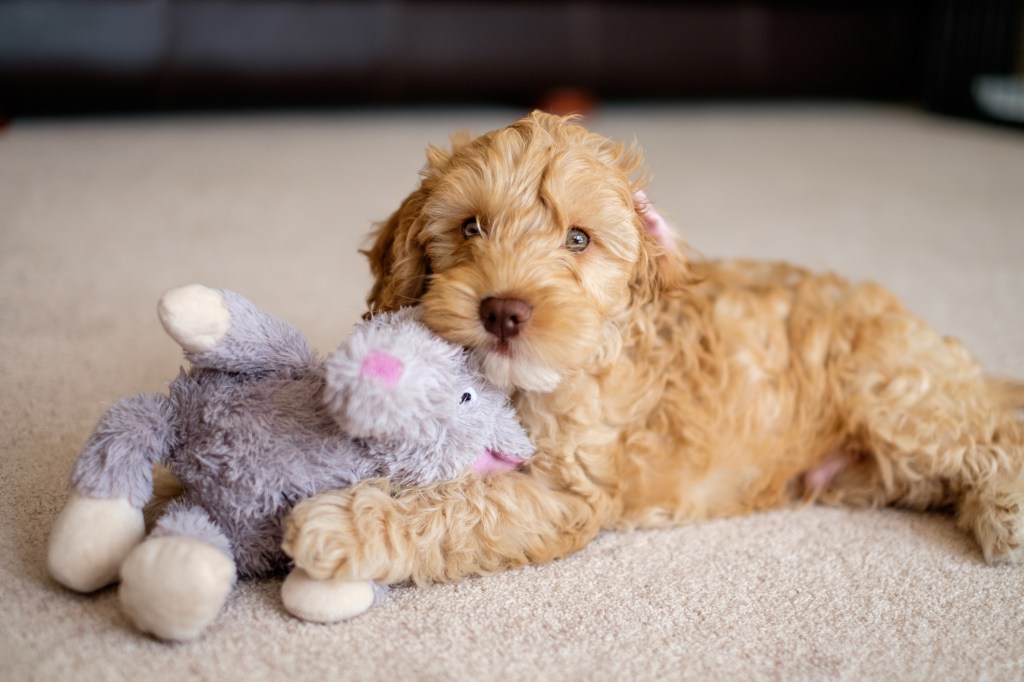 An adorable Cocker Spaniel Poodle mix puppy with a stuffed animal toy