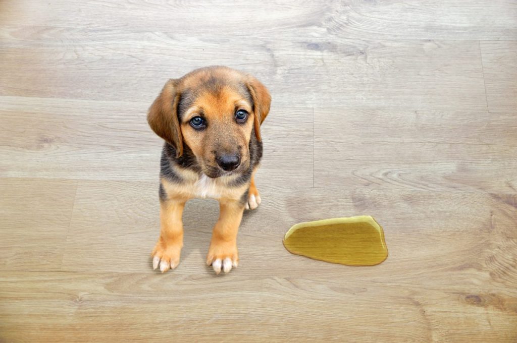 Puppy dog suffering from involuntary urination standing next to a puddle of pee on the wood floor.