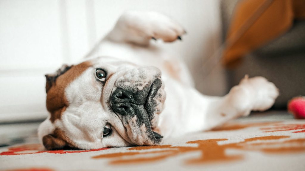 An English Bulldog lays on their side.