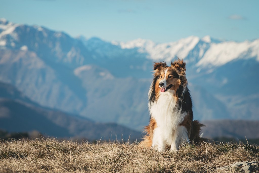 Shetland Sheepdog sitting in front of mountain