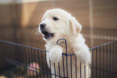 Housetraining your new puppy doesn't have to be daunting.