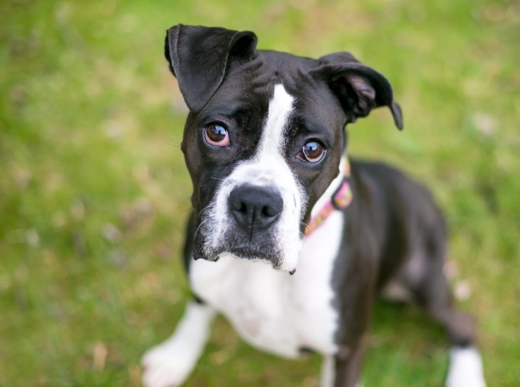 black and white Boxer dog