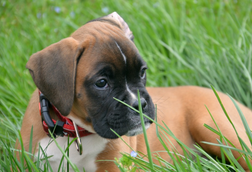 Boxer puppy lying in grass