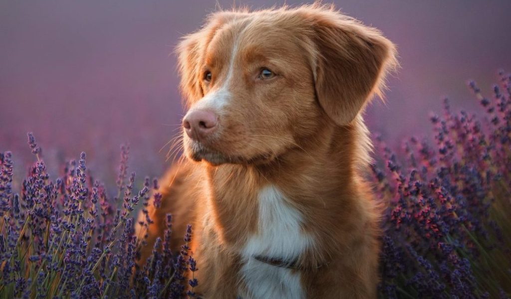 Nova Scotia Duck Tolling Retreiver in purple flowers
