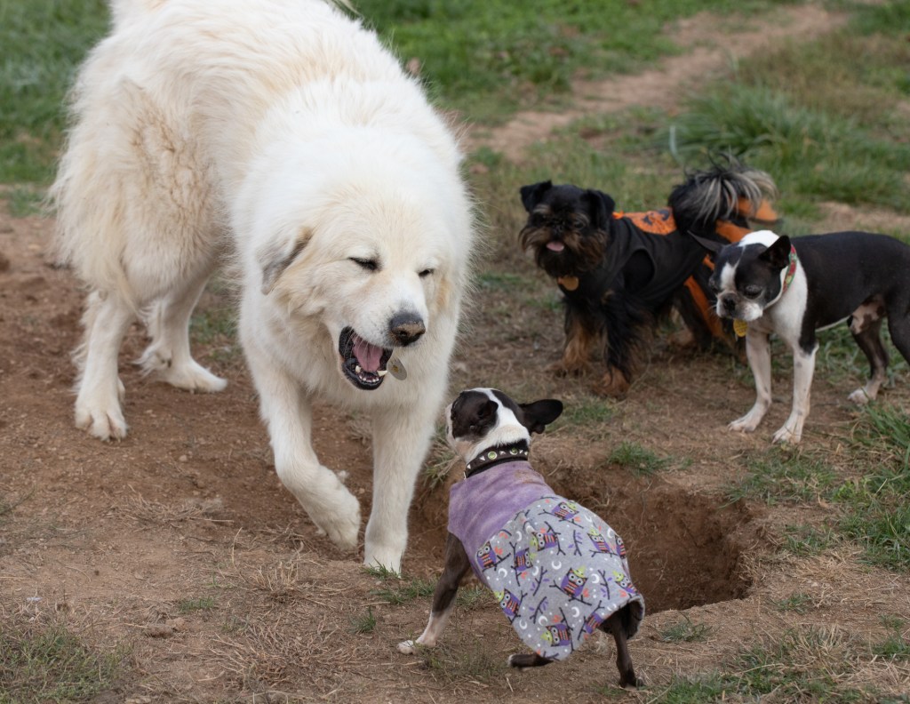 Great Pyrenees dog barking at small dog displaying dominant behavior at dog park 