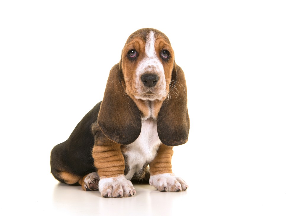 Basset Hound puppy